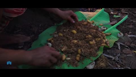 Find Coconut Worms and Technique Cooking in the Forest