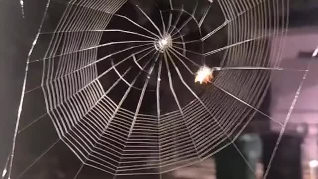 Satisfying Spiderweb Making