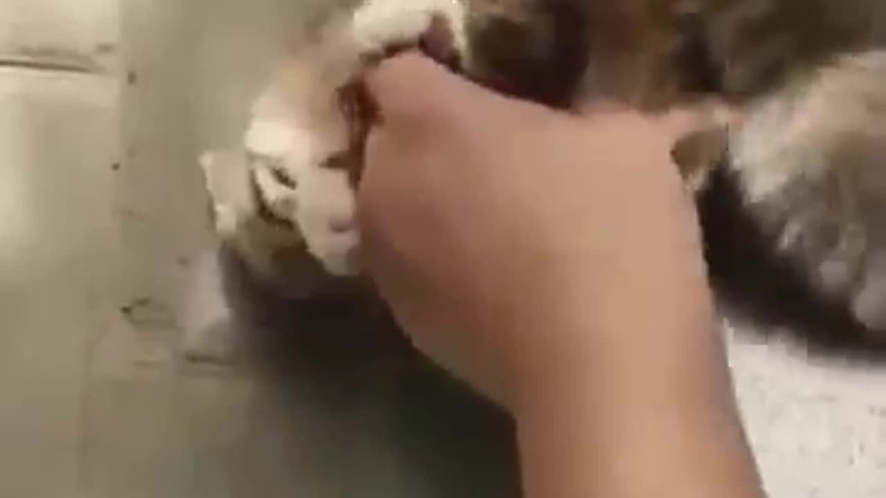 😂😂 cat funny video recorder 😂😂🤣