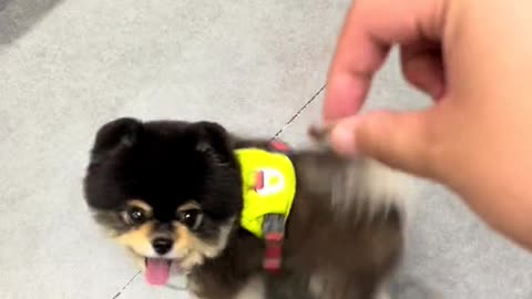Is this dog a ballet master?