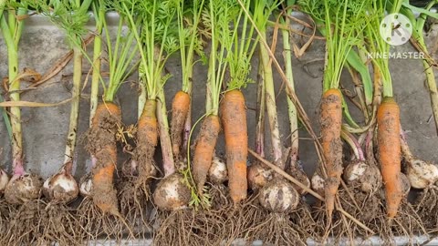 Garlic and a Few Carrots