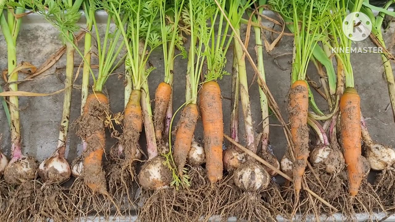 Garlic and a Few Carrots