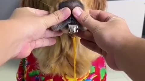 होशियारी मत करो 🐕😁