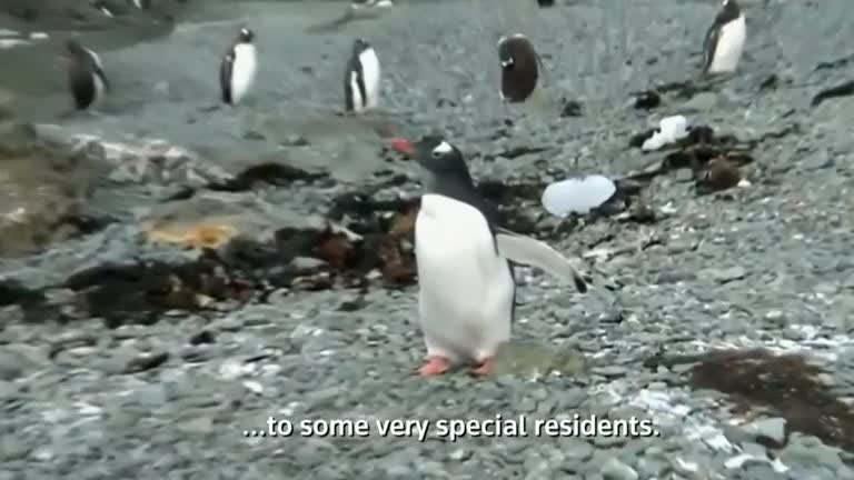 Penguins in Antarctica greet Russian Orthodox Patriarch