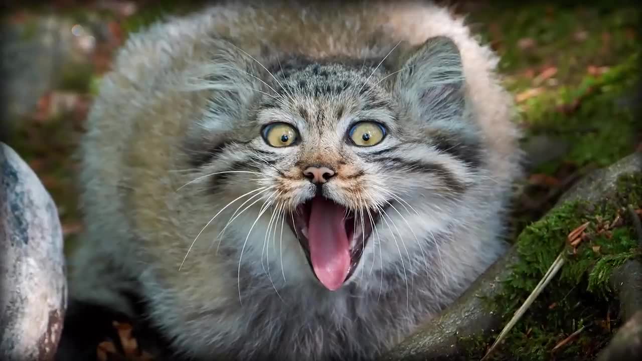 Pallas’s Cat: The Original Grumpy Cat