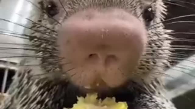 Tikus lucu makan jagung 🌽