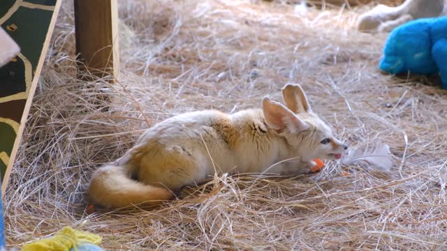 A Young Cub Fox Eating In A Bed Of Hays