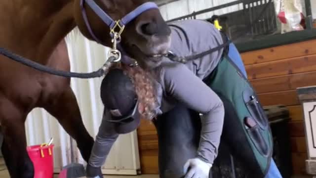 When those cinnamon cookies hit just right..🤣🤣 #horses #farrier #funny