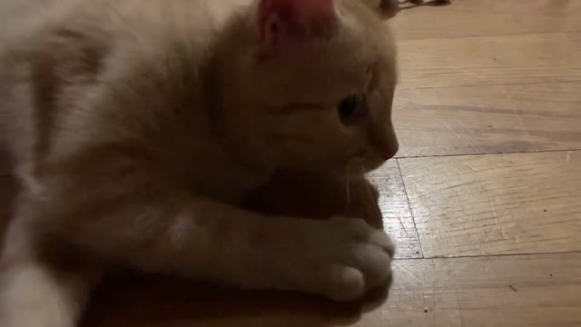 Big eyes orange kitten chills around the house