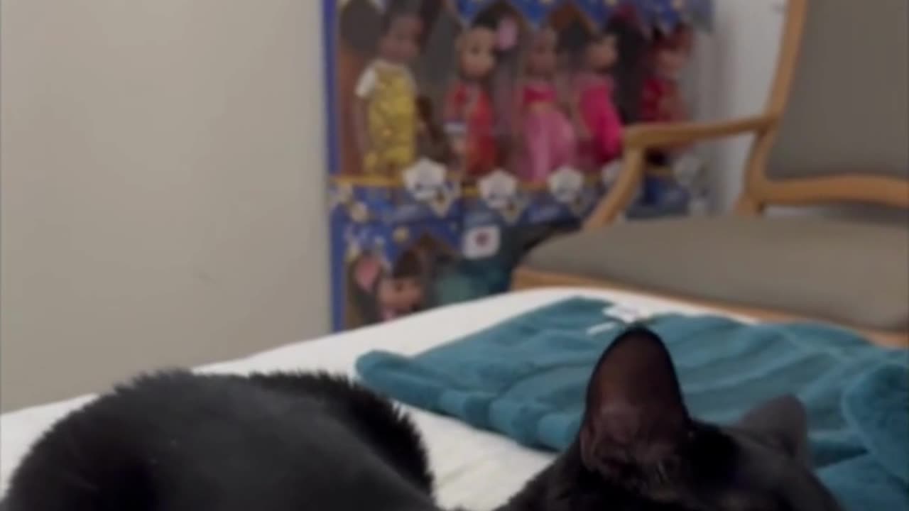 Adopting a Cat from a Shelter Vlog - Cute Precious Piper Takes an Opportunity to Be a Kitten #shorts