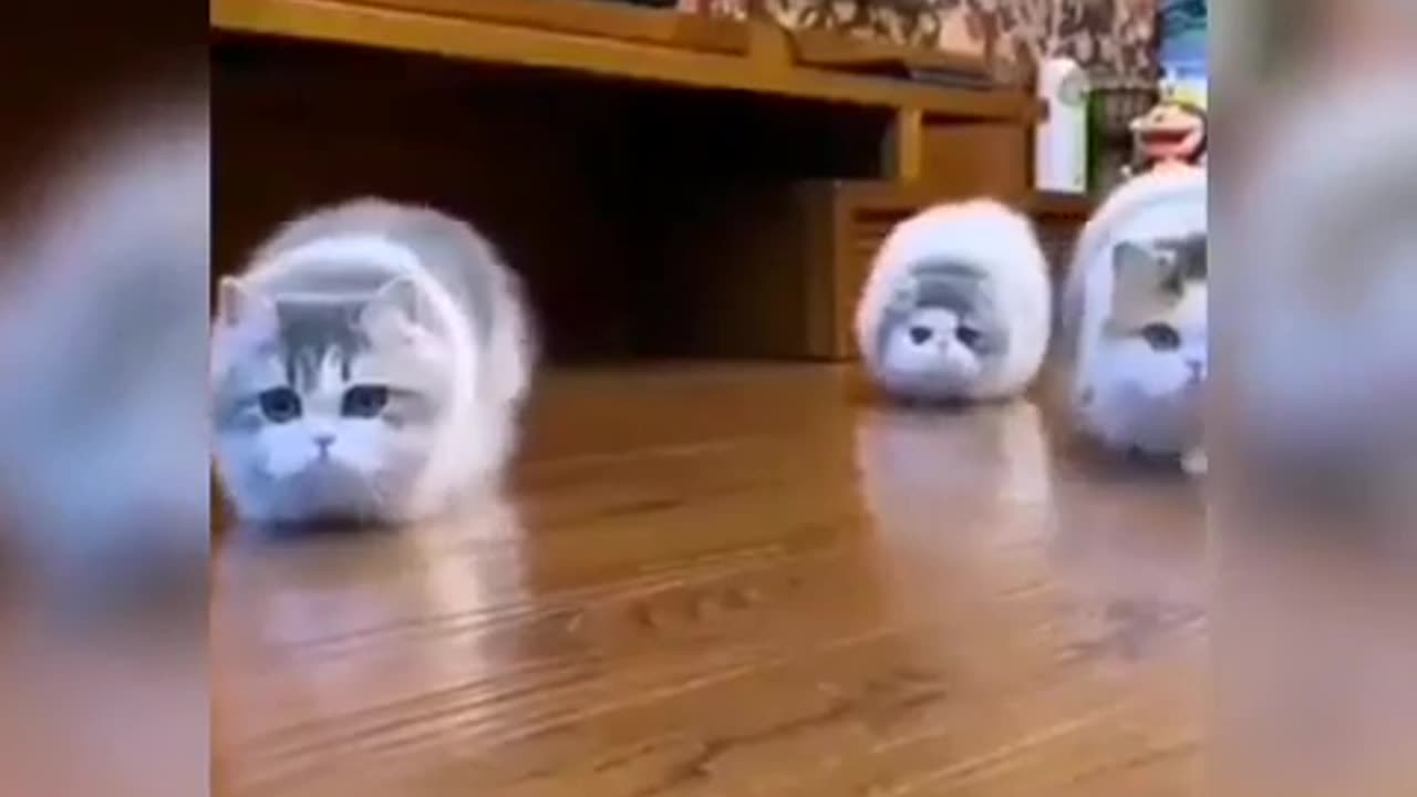 Baby Cats funny