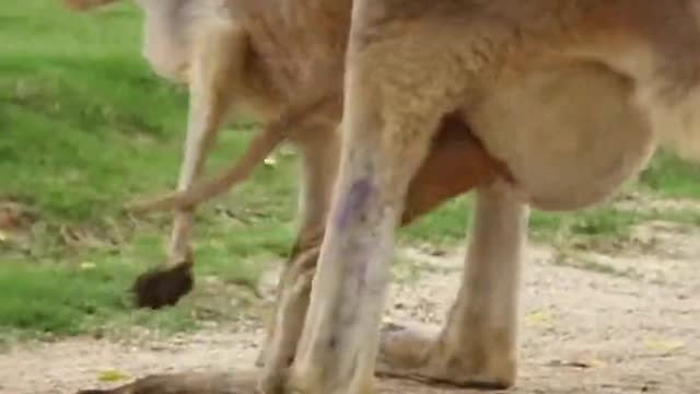 Baby kangaroo debuts