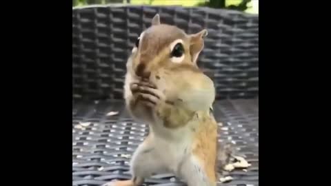 Funny Cute Animals!!!...