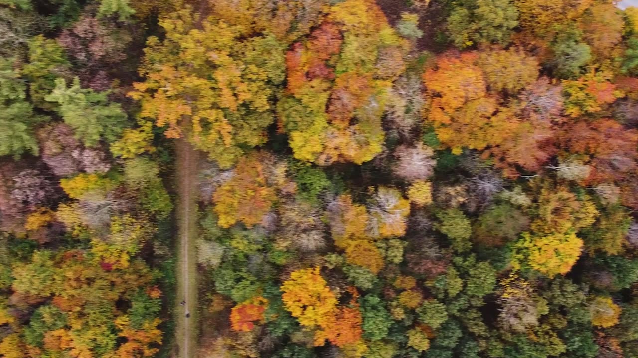 Aerial View of Vibrant Autumn Forest