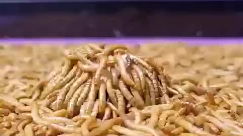 A Eating Contest with 10,000 Mealworms 🪱