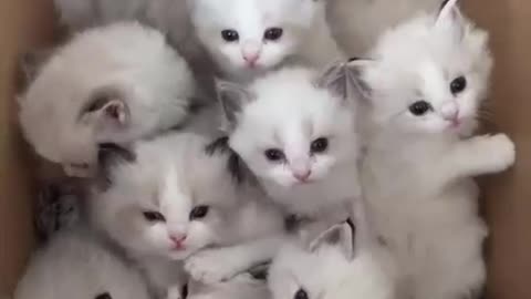 KITTENS KITTENS KITTENS only kittens