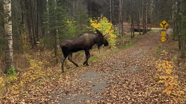 Alaskan Camo Moose