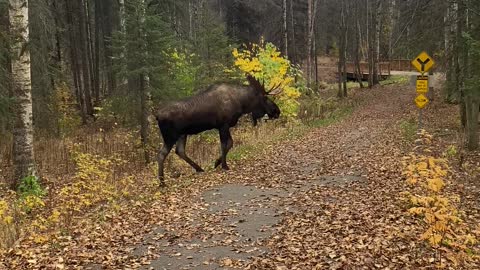 Alaskan Camo Moose