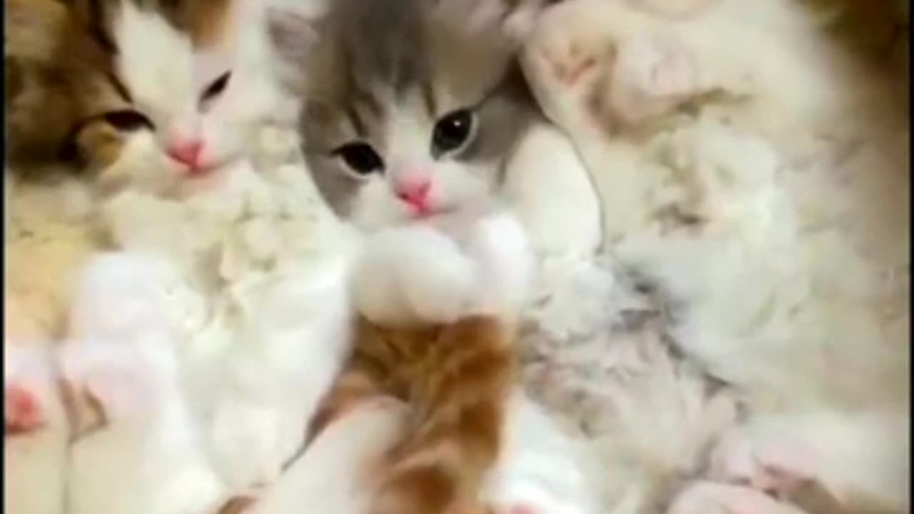 Best Funny Animal Videos Of The 2023 🤣 - Funniest Cats And Dogs Videos 😺😍😂🐶 Funny cat & dog videos 😍