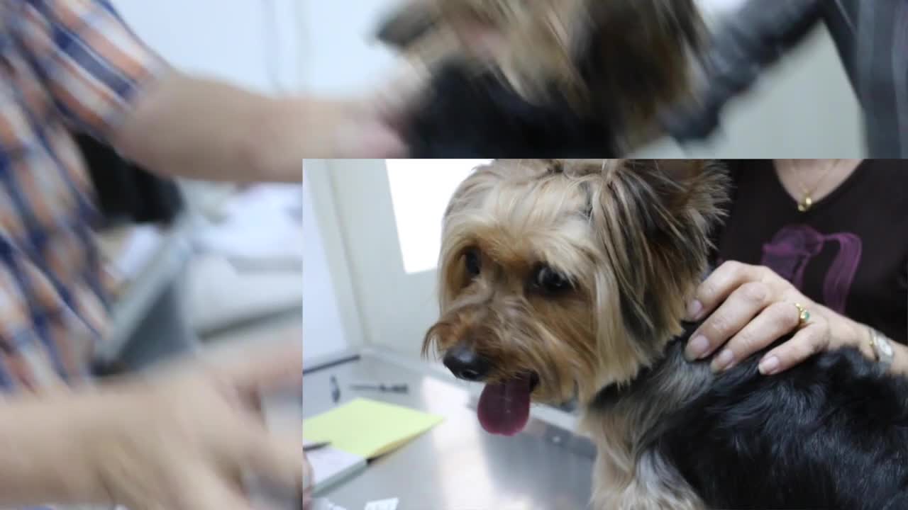 Final Video: How to detick dogs using Bayticol tick wash