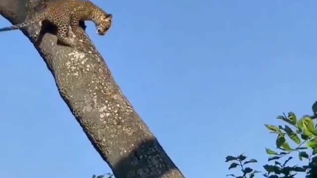 The cheetah