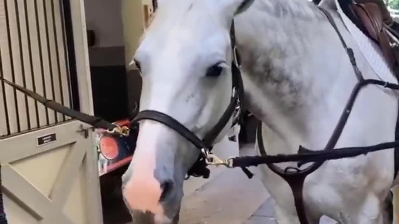 You Would Want a Horse After Finishing This Video - Funny and Cute Horse Video