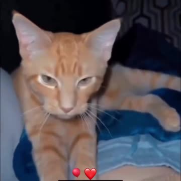 Funny moments #74 🤣