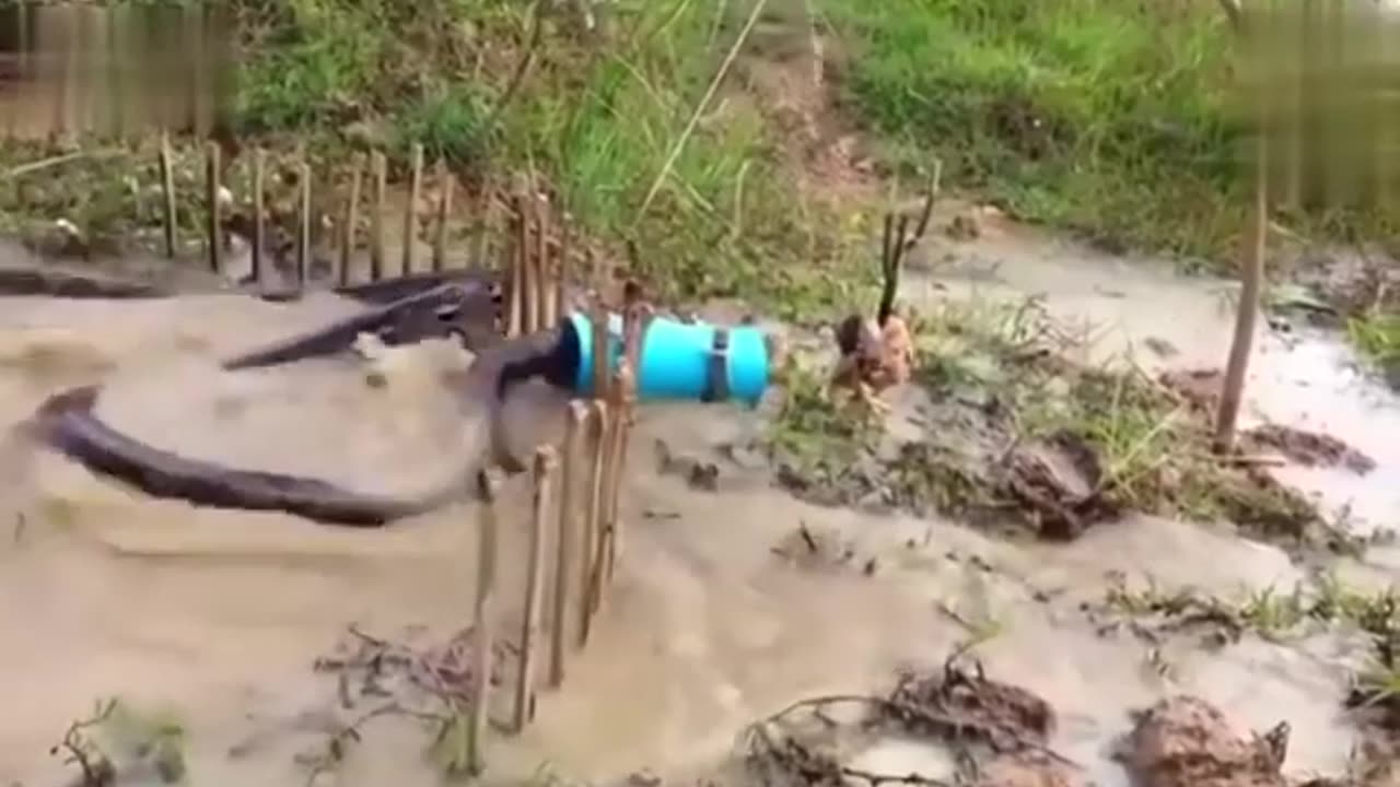 seconds of the big snake trapped