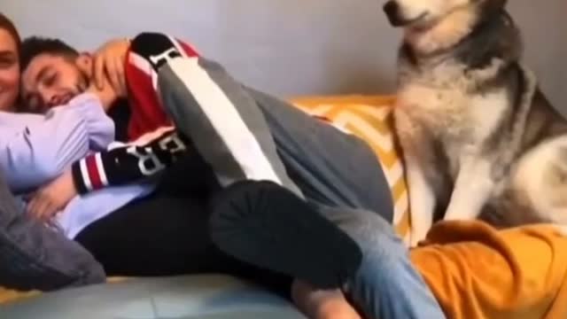 This dog loves his master very much and is therefore very jealous.