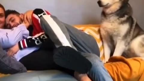 This dog loves his master very much and is therefore very jealous.