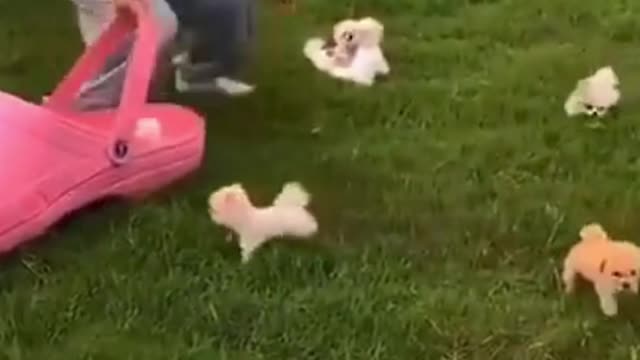 Funny Dog Video 001