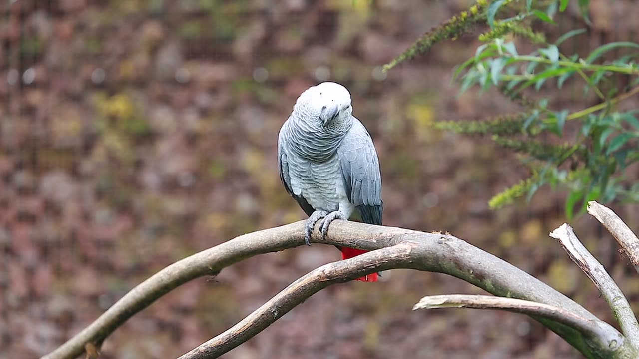 Gray parrot.