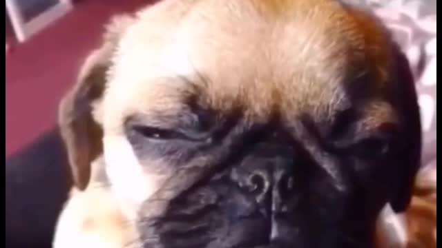 Does that happen to your family dog?
