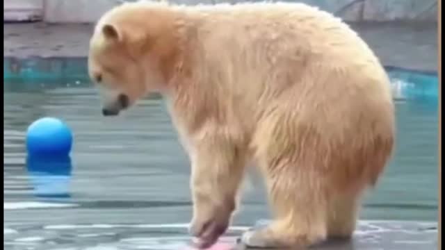 Do you know what kind of bear it was in the beginning?