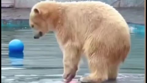 Do you know what kind of bear it was in the beginning?