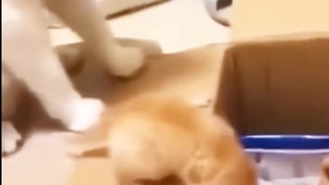 Futuristic Frenemies: When Dogs and Cats Collide!"
