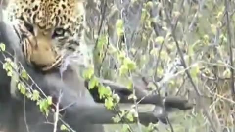 Leopard Hunt Down The Warthog | Spectacular Leapard Attack