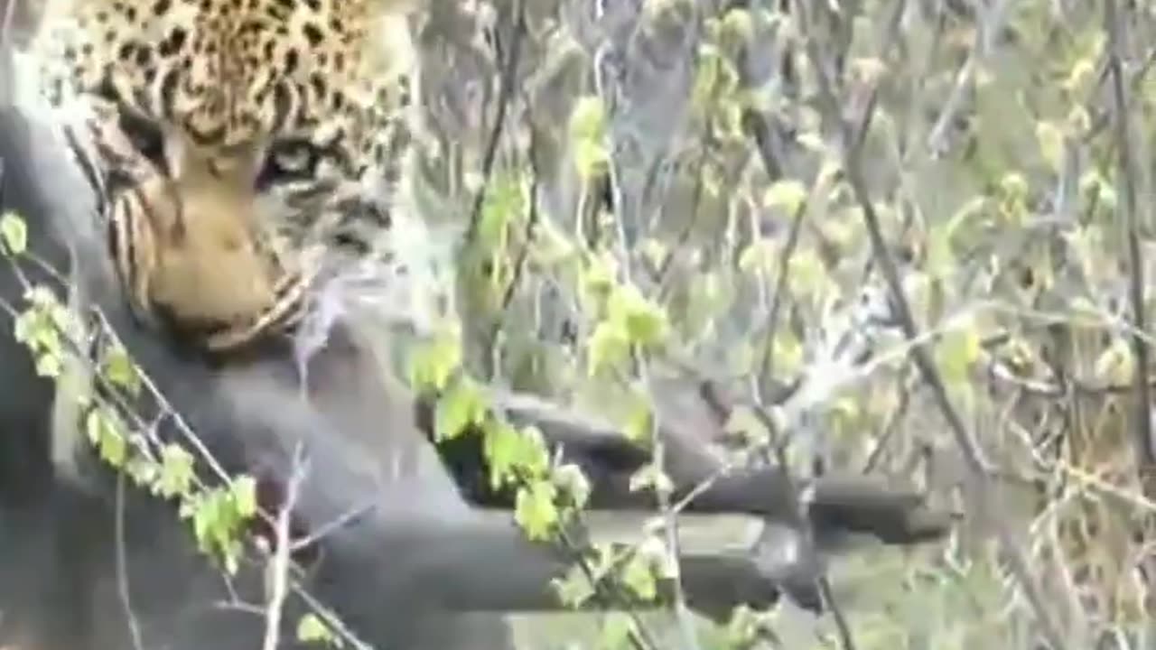 Leopard Hunt Down The Warthog | Spectacular Leapard Attack
