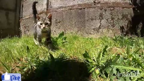 Dog and Cat Funny Video🔥🔥🔥🔥