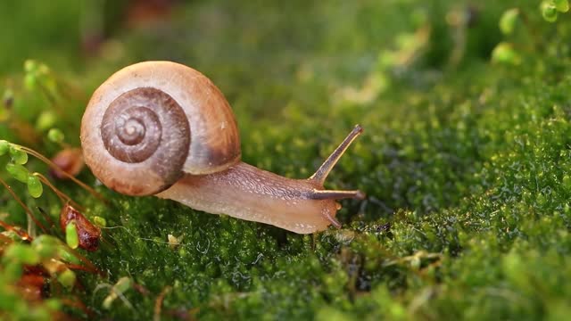 close up of a snail slowly creeping in the sunset sunlight