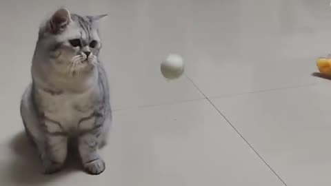 CAT AND BALL VIDEOS