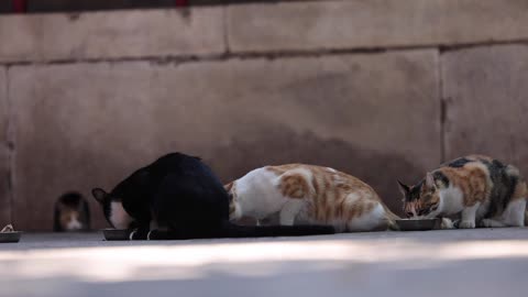 Three little kittens eat together