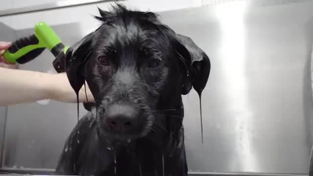 Black Dog Syndrome | Pet discrimination