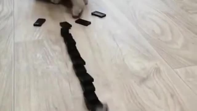 Funny Cute Domino Cats!!!!