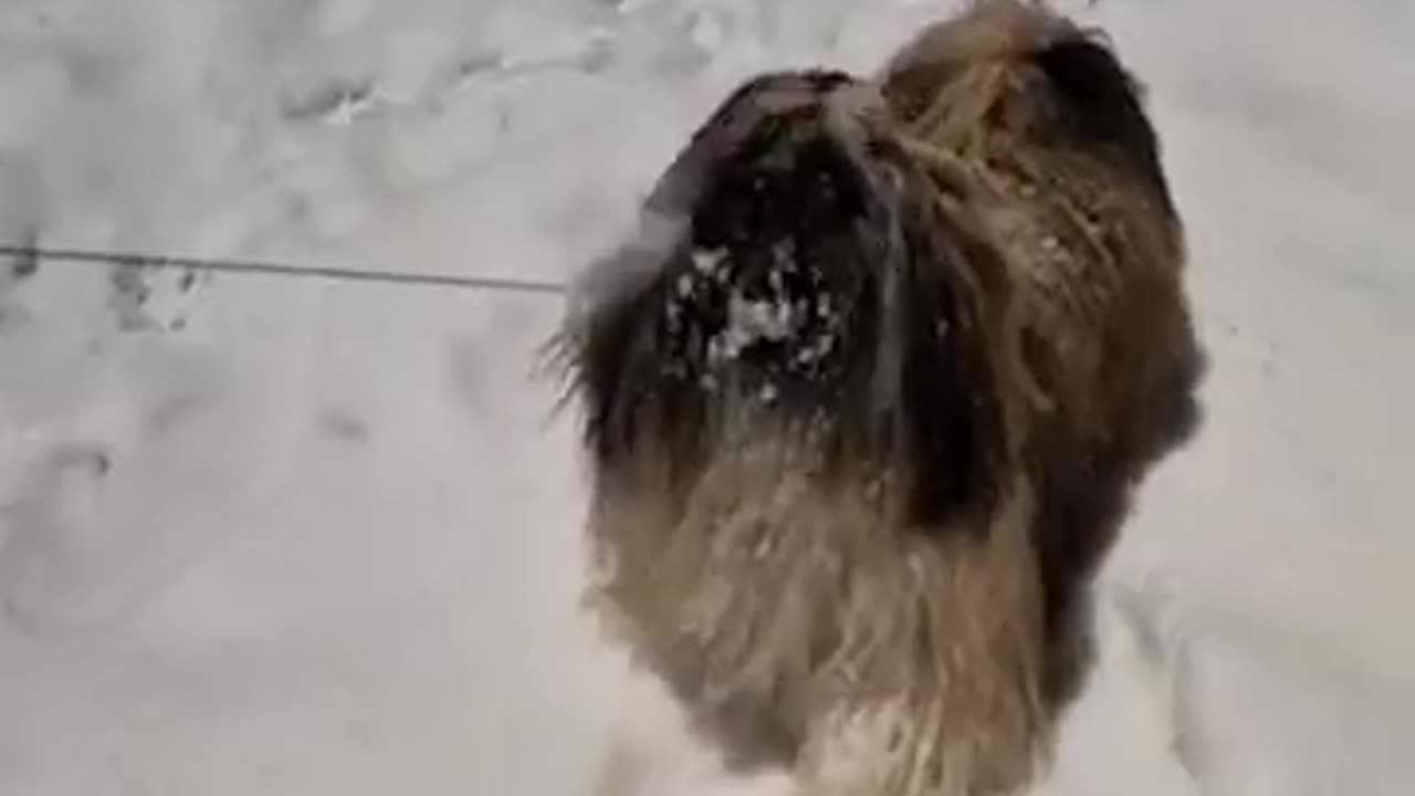 📹 Всё о породе ши-тцу за 60 секунд