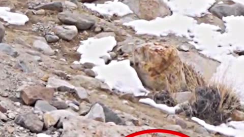 DOGGO VS SNOW LEOPARD