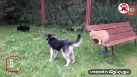 DOG VS CAT FIGHTING-2023