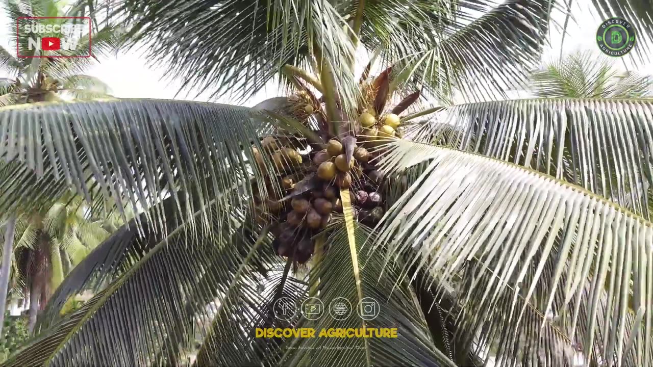 Triangle Coconut Tree Farming - New way of Coconut Tree Plantation to Get More Yield in Small Land