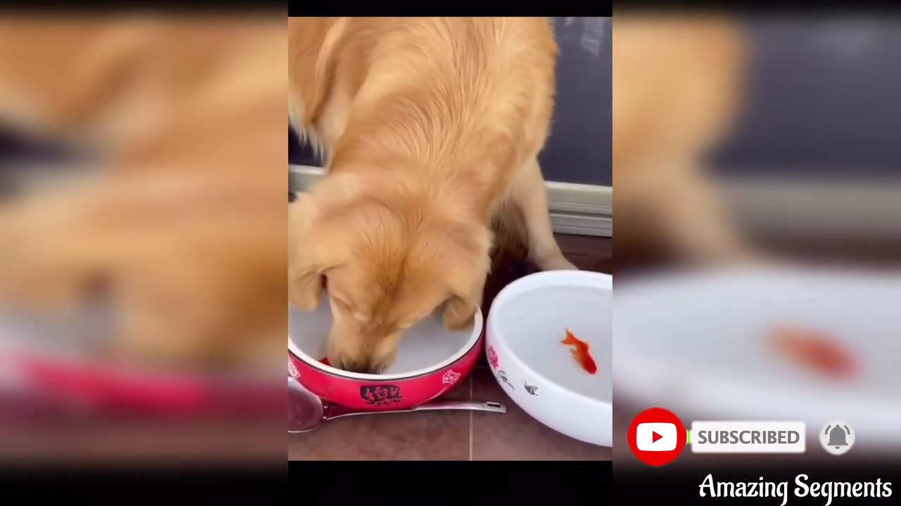 Funny and Cute Pets TIK TOK Compilation