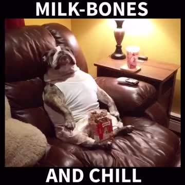 Bulldog watches TV with his favorite snack